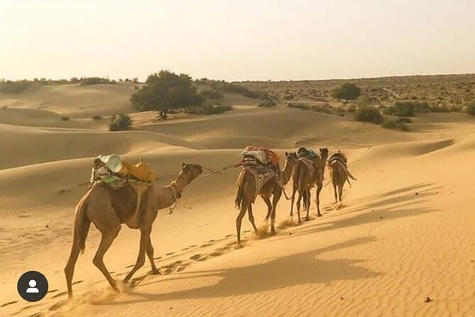 Private Overnight Camel Safari With Dinner, Thar Desert - Riding Into the Sunset: a 90-Minute Camel Adventure